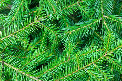 Background of Christmas tree branches. Close-up of fir branches.