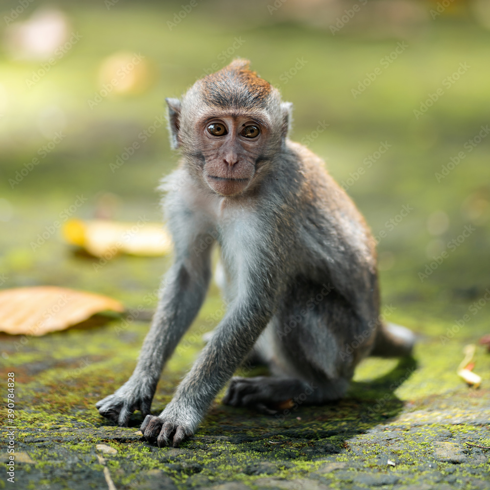 Portrait of a small macaque monkey sits on the mossy steps of the temple. Copy space. Monkey forest, Bali, Indonesia