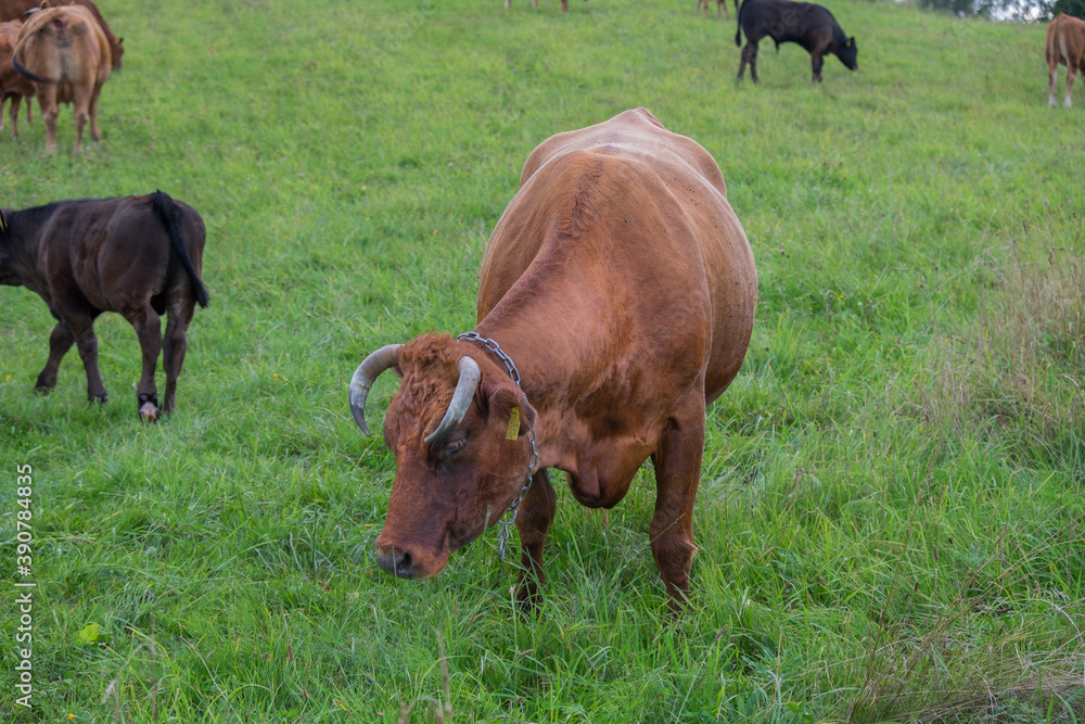 Cows Cows
