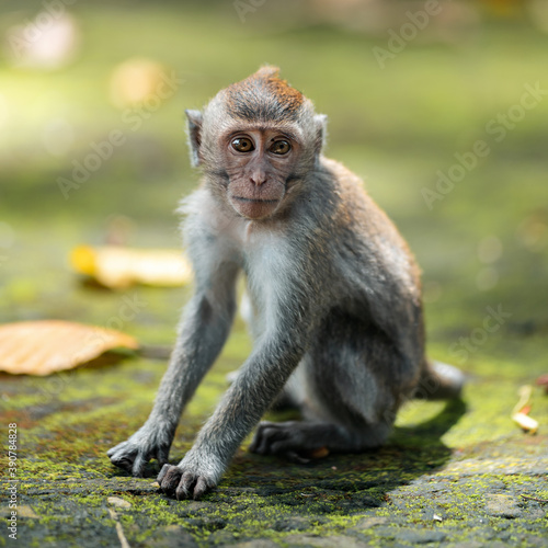 Portrait of a small macaque monkey sits on the mossy steps of the temple. Copy space. Monkey forest, Bali, Indonesia © _KUBE_