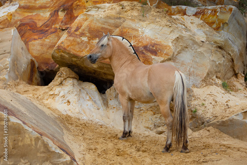 Foto Norwegian fjord horse on natural background. Portrait close up.