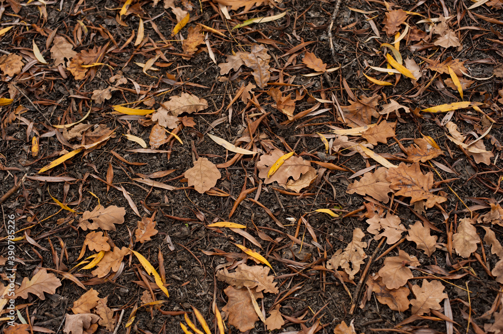 background yellow leaves on the ground background yellow leaves on the ground