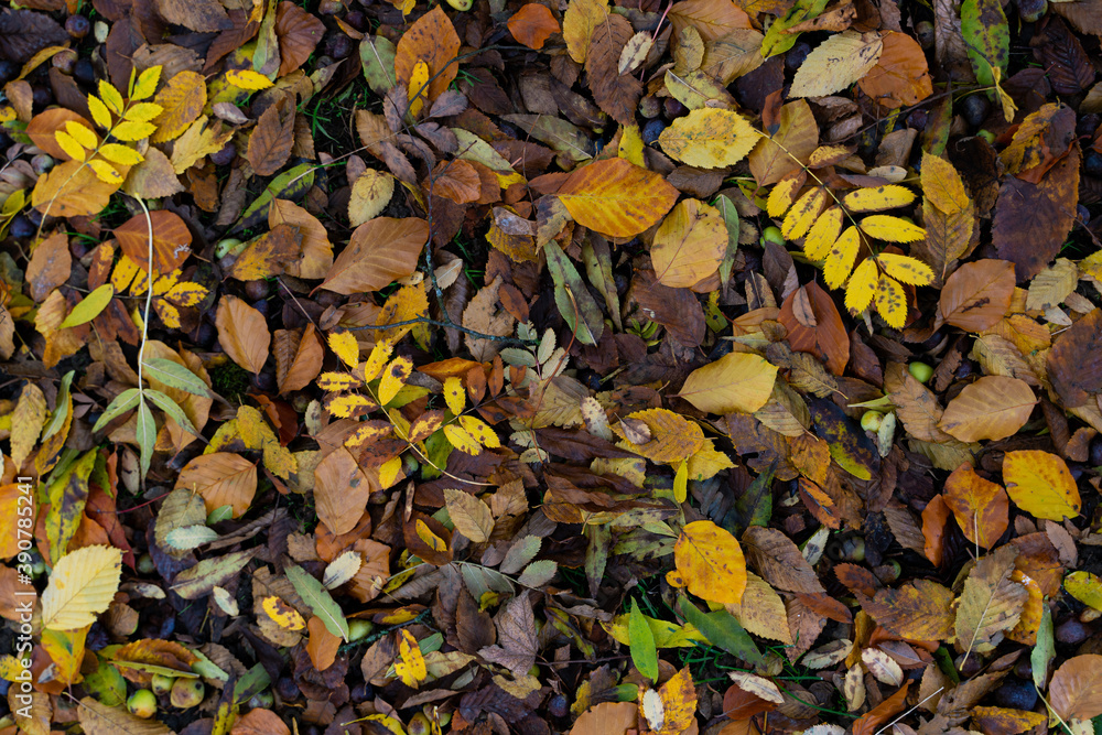 Tapis de feuilles mortes pour un fond d'écran d'automne Tapis de feuilles mortes pour un fond d'écran d'automne