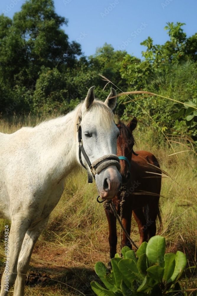 Horses in the Park. State Of Goa. India. November 2020