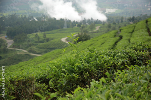Beautiful scene of tea plantation at Wayang Windu Pangalengan, West Java Indonesia. Fresh green nature background photo
