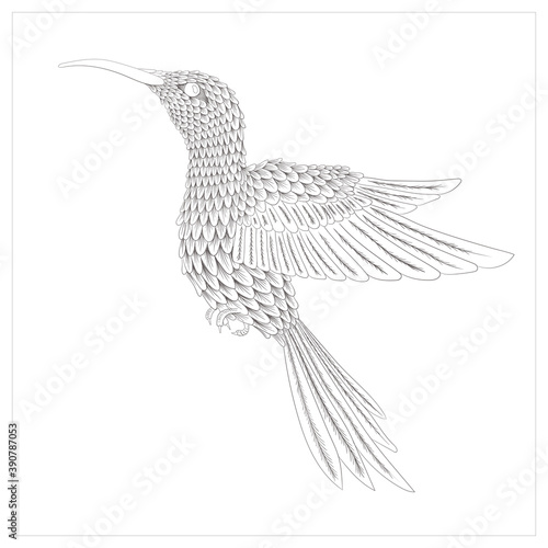 Handdrawn hummingbird illustration vector isolated in white background