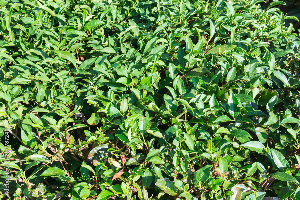 Green leaves bush plant background, Nature. tea plantation Green leaves bush plant background, Nature. tea plantation