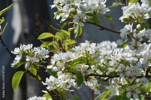 Spring Flowering Shadbush or Mountain Juneberry (Amelanchier bartramiana) in a park photo