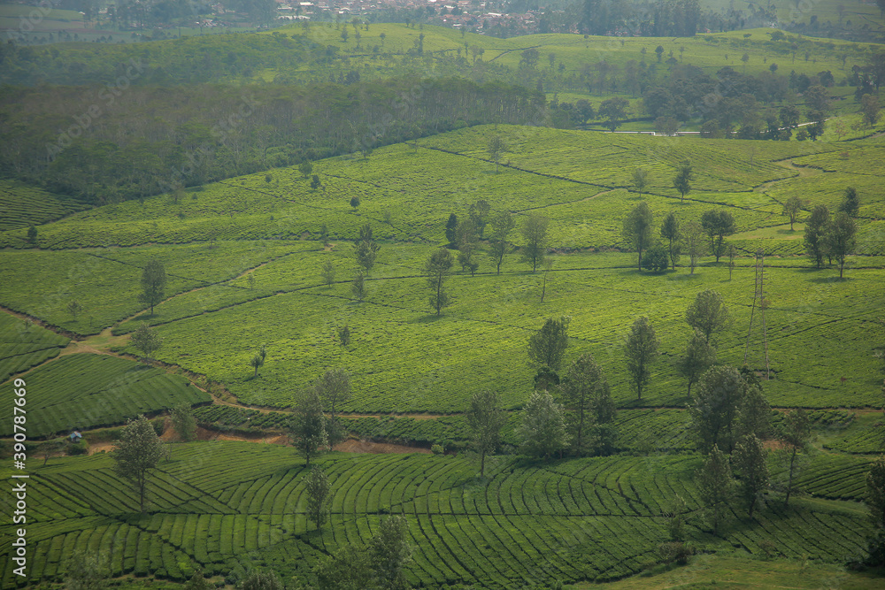 Beautiful landscape view of tea plantation at Wayang Windu Pangalengan, West Java Indonesia. Fresh green nature background