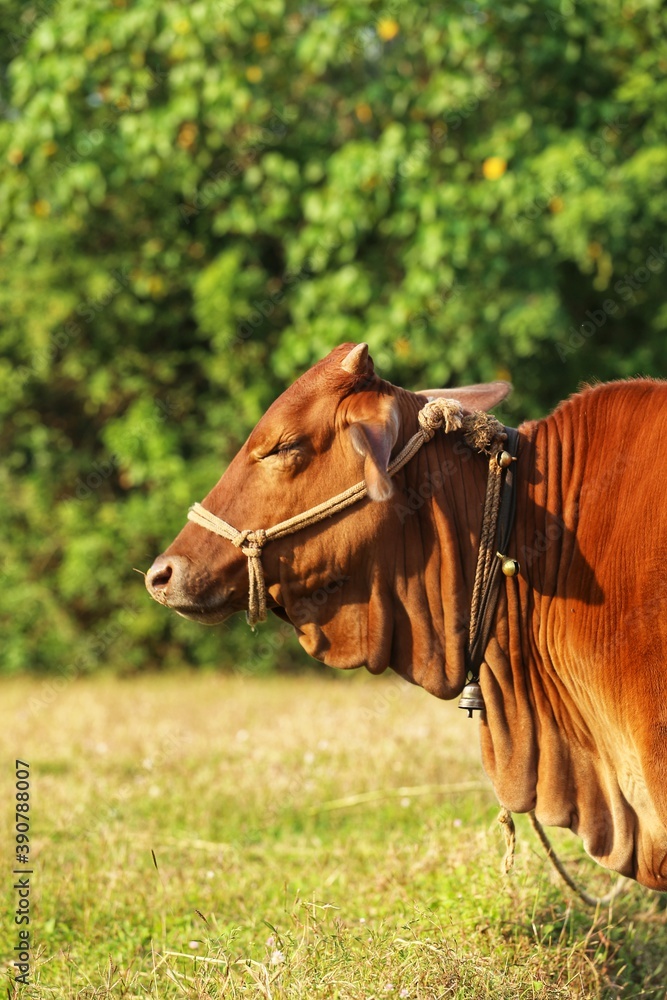 Portrait of a cow in a field. Maharashtra state. India. November 2020 Portrait of a cow in a field. Maharashtra state. India. November 2020
