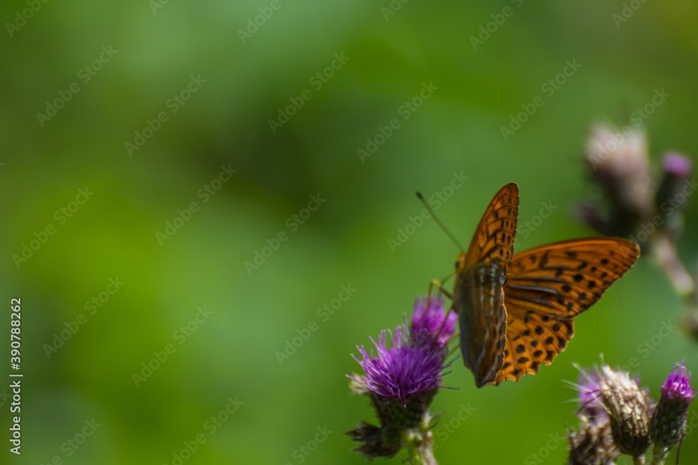 brown butterfly on a purple brossom with green background brown butterfly on a purple brossom with green background