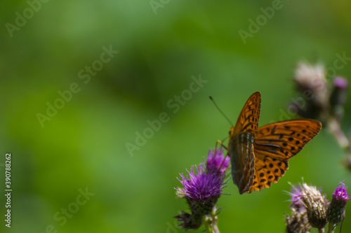 brown butterfly on a purple brossom with green background