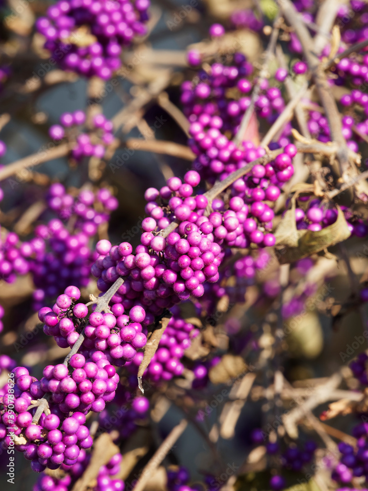 Fototapeta premium (Callicarpa giraldii) Chinesische Schönfrucht im Herbst. Strauch mit kahlen Zweigen verziert mit kleinen lila Perlen