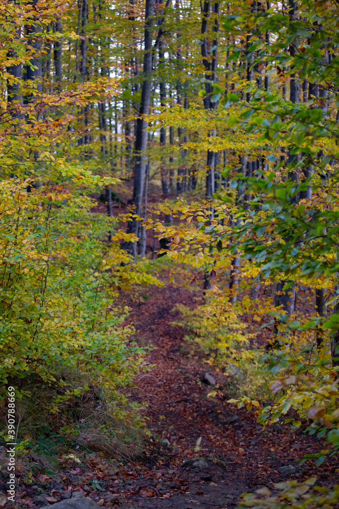 Fototapeta premium Path in autumn forest.
