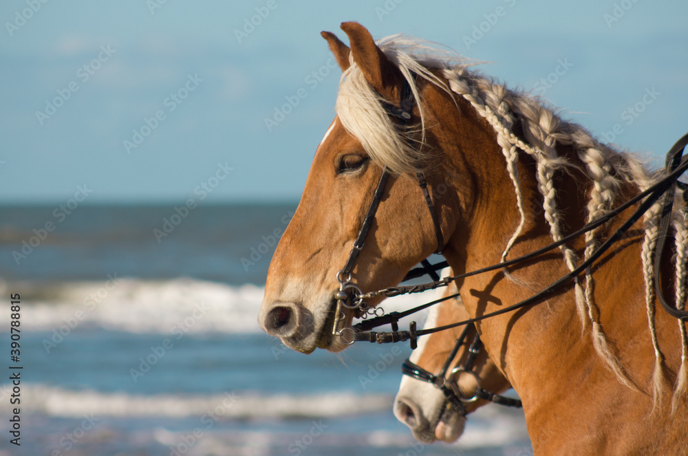 horse on the beach