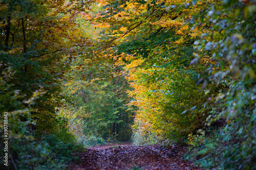 Path in autumn forest.
