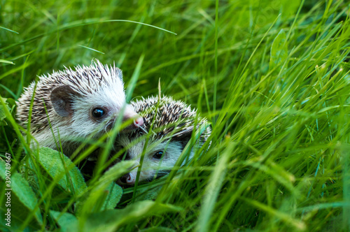 Portrait two African hedgehog on a grass photo