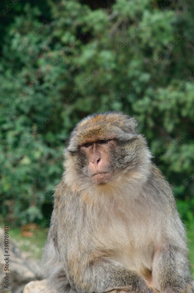 
monkey sitting calm in a nature reserve