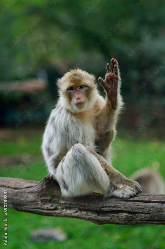Monkey waving to the public in a nature reserve