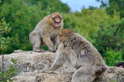  monkeys fighting in a nature reserve © Pau