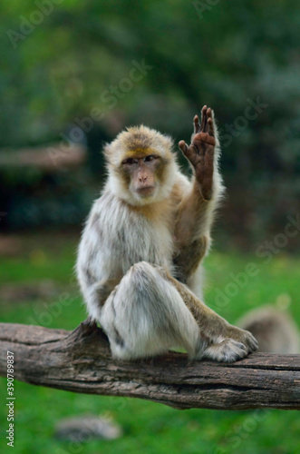 Monkey waving to the public in a nature reserve © Pau