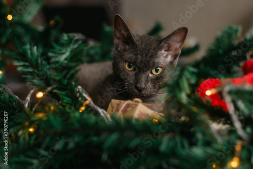 gray cat lying next to fir branches and Santa Claus hat, garland of lights - the concept of a cozy home for Christmas