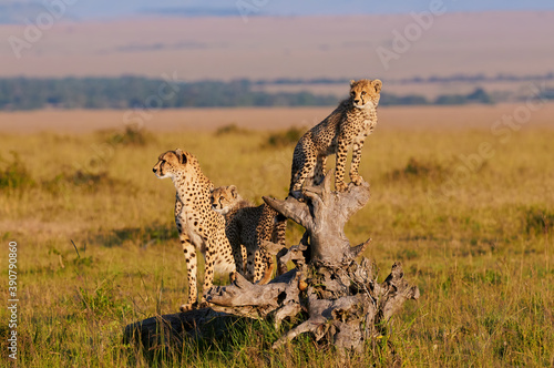 Mother cheetah and cubs