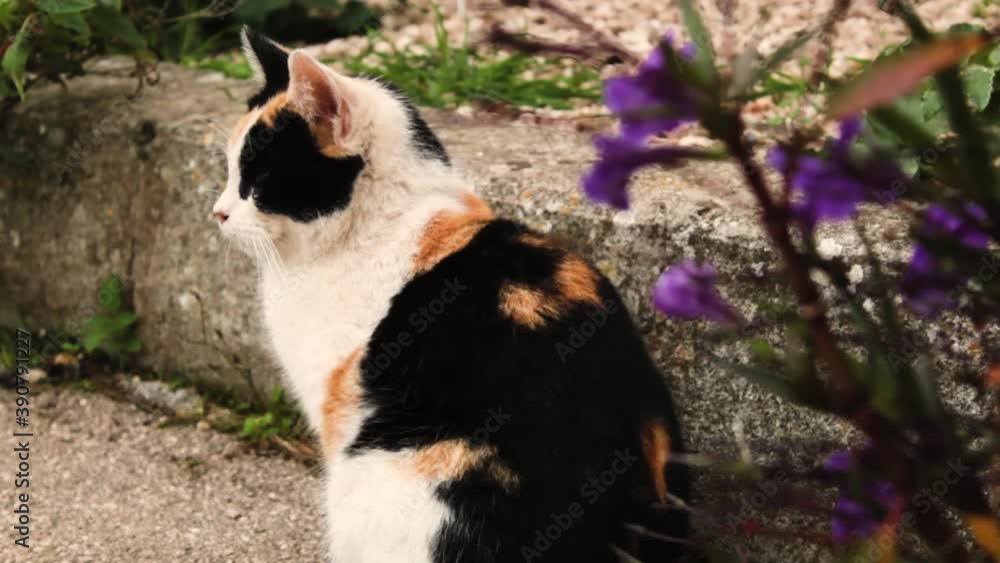 A fluffy, stray cat on the street is sitting next to a plant with purple flowers and it is looking around cautiously A fluffy, stray cat on the street is sitting next to a plant with purple flowers and it is looking around cautiously