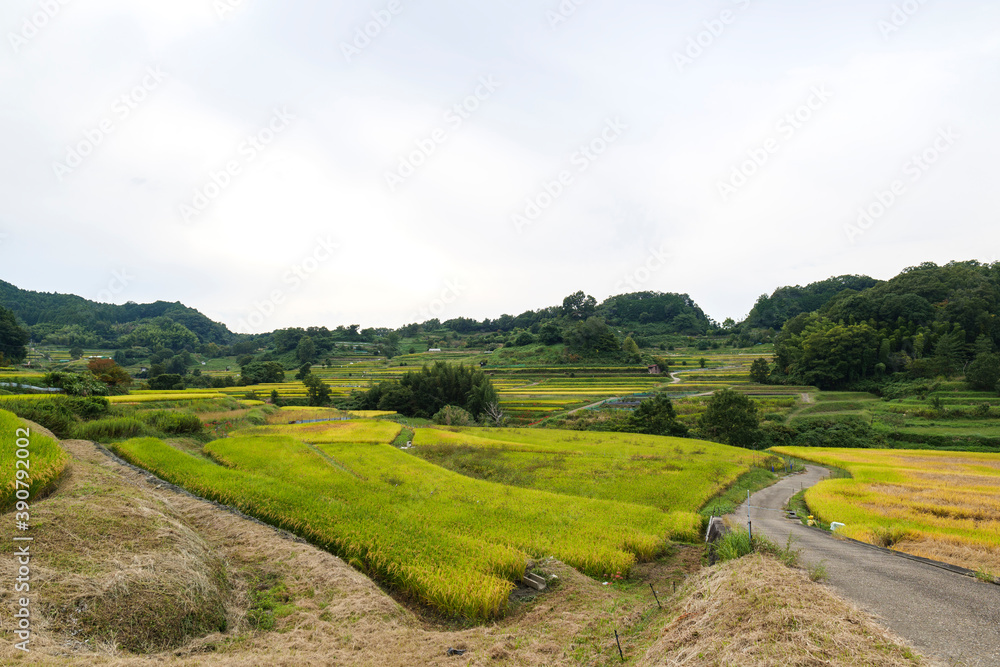 Obraz premium Autumn in Japan, a view of terraced rice fields in Asuka Village, Nara Prefecture