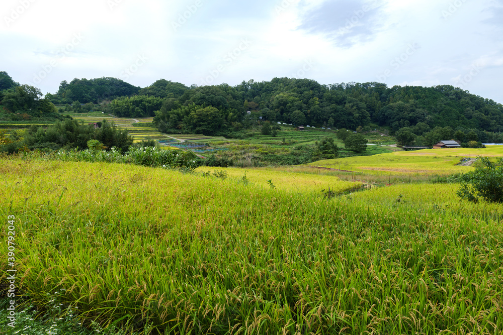 Obraz premium A view of an agricultural village in Nara, Japan, taken in autumn