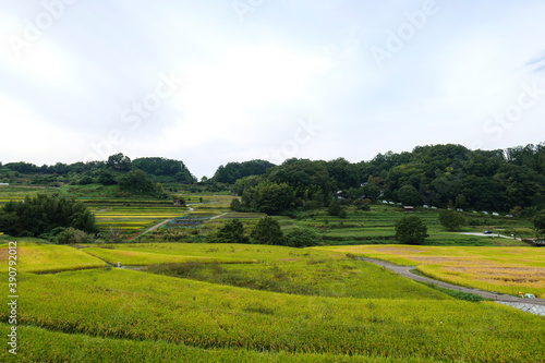 Autumn in Japan  a view of terraced rice fields in Asuka Village  Nara Prefecture