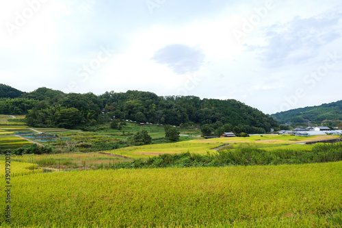 Autumn in Japan  a view of terraced rice fields in Asuka Village  Nara Prefecture