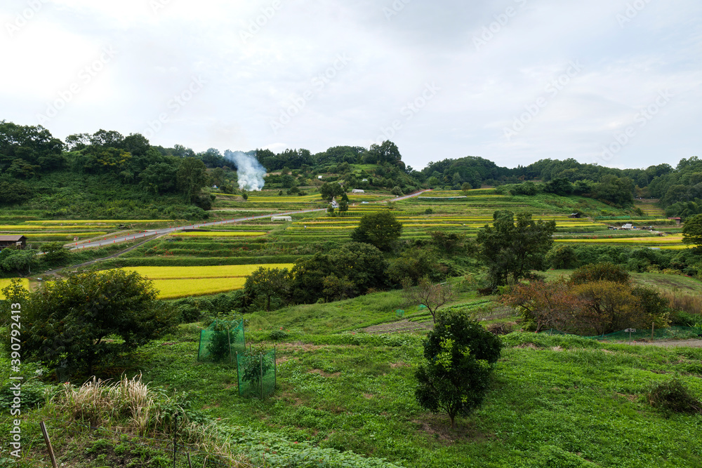 Autumn in Japan, a view of terraced rice fields in Asuka Village, Nara Prefecture