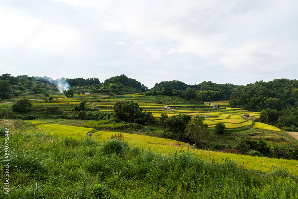 Autumn in Japan, a view of terraced rice fields in Asuka Village, Nara Prefecture