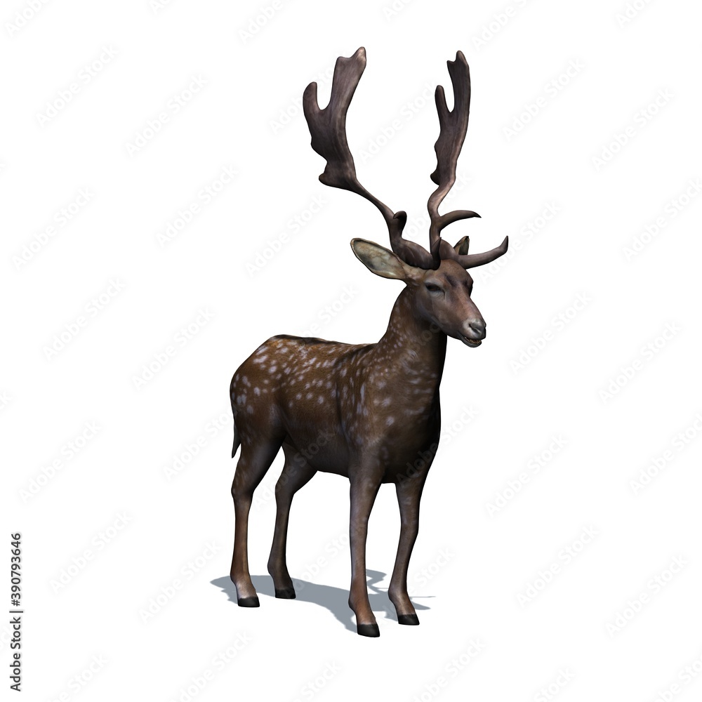 Obraz Wild animals - fallow deer in view from the front with shadow on the floor - isolated on white background - 3D illustration