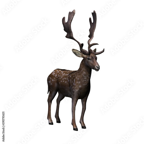 Fototapeta Naklejka Na Ścianę i Meble -  Wild animals - fallow deer in view from the front - isolated on white background - 3D illustration