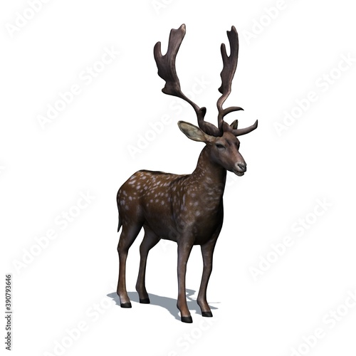 Fototapeta Naklejka Na Ścianę i Meble -  Wild animals - fallow deer in view from the front with shadow on the floor - isolated on white background - 3D illustration