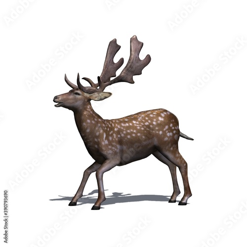 Wild animals - fallow deer is aggressiv - view from the side with shadow on the floor - isolated on white background - 3D illustration