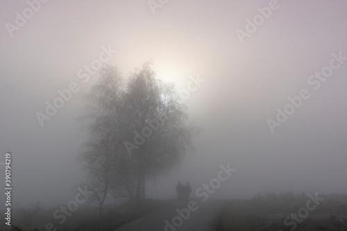 Mgły, poranek w Pieninach