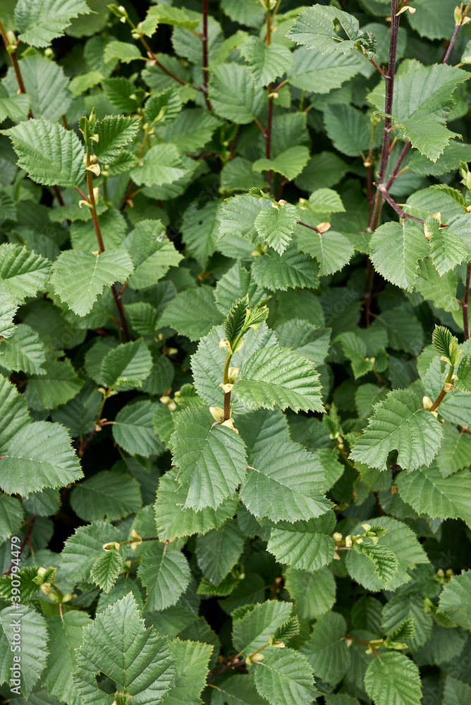 Alnus incana Alnus incana
