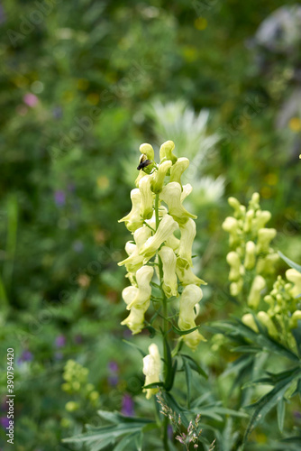 Aconitum lycoctonum  photo