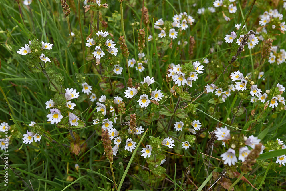 Euphrasia alpina 