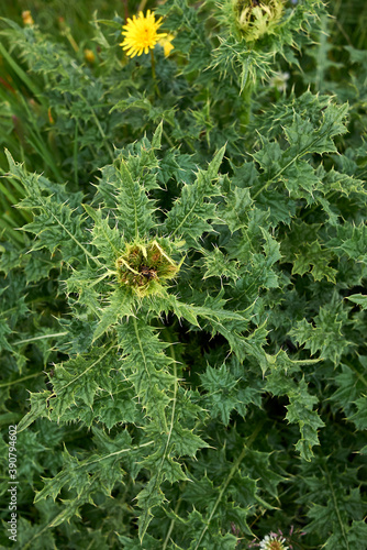 Cirsium spinosissimum photo