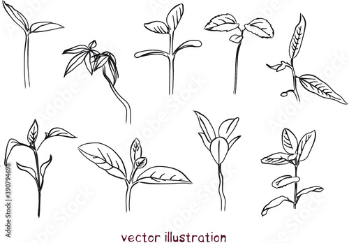 vector set of sprouts sketches
