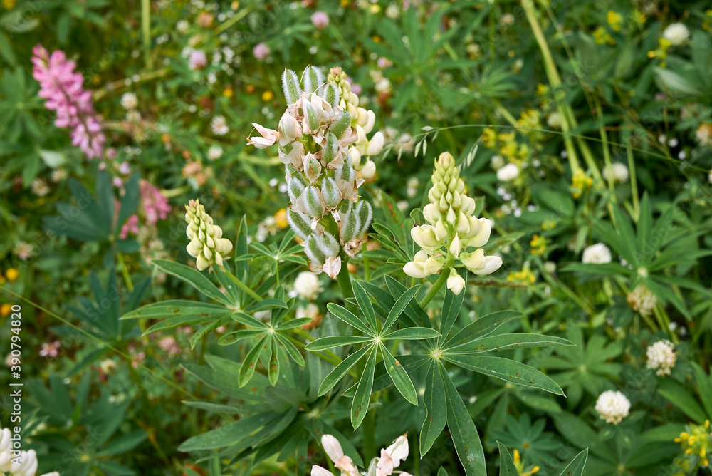 Lupinus polyphyllus Lupinus polyphyllus