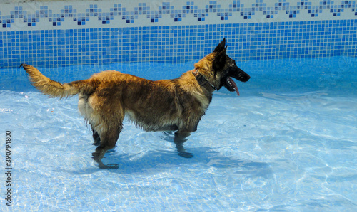 Shot of a cute east-European shepherd dog in a water pool photo