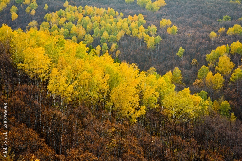 Aerial view on colorful forest in autumn in national park 