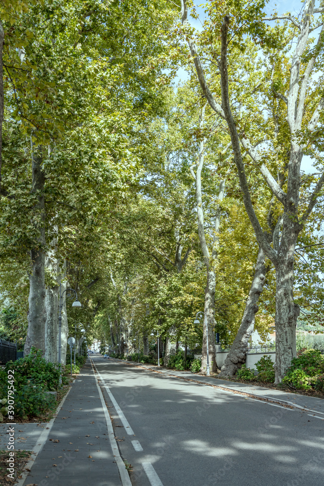 big sycamore trees on tree-lined street at touristic town, Bolsena, Viterbo, Italy