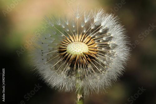 Plants close-up. Dandelion detail macro bloom.