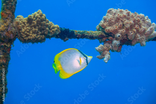 spotfin butterflyfish ,Chaetodon ocellatus, photo